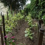 Vignes de la Commanderie rue Norvins