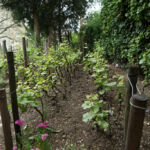 Vignes de la Commanderie rue Norvins
