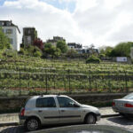 Vignoble montmartrois