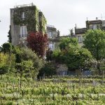 Vignoble montmartrois