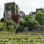 Vignoble montmartrois
