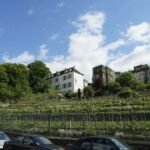 Vignoble montmartrois