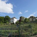 Vignoble montmartrois